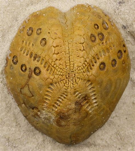fossils for sale australia